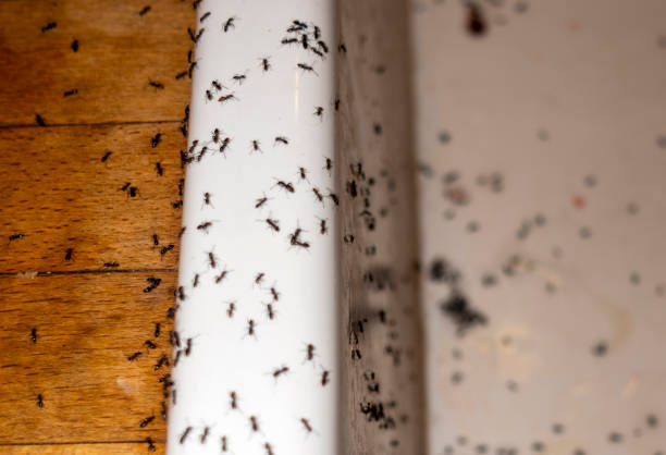 Best Termite Control Services  in Quincy, MI