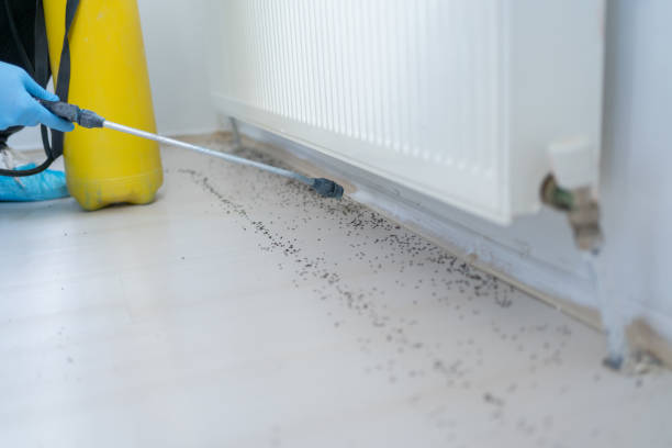 Best Rat Extermination Near Me  in Quincy, MI